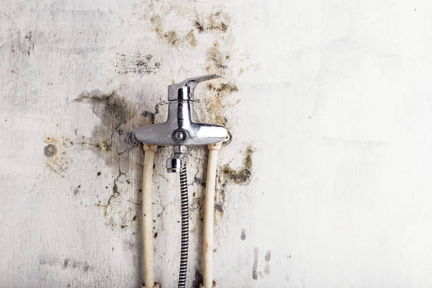Best DIY Mold Remediation Support Services in Indianola, MS
