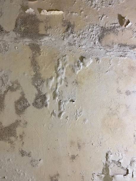 Best Post-Flood Mold Remediation in Indianola, MS