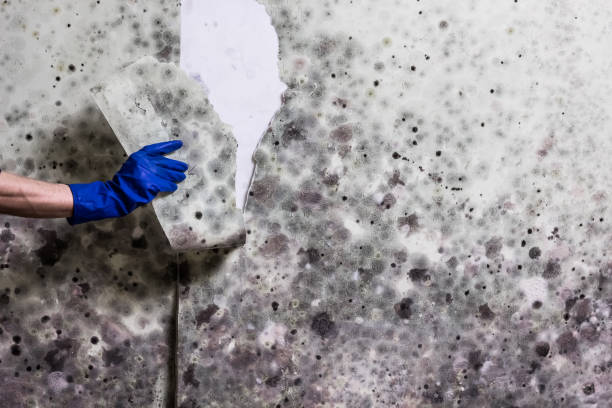 Best HVAC Mold Remediation in Indianola, MS
