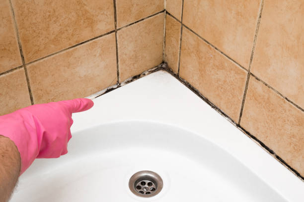 Best Black Mold Remediation in Indianola, MS
